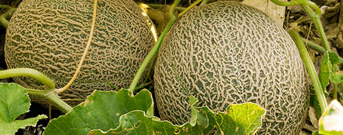 melones listos para la cosecha

