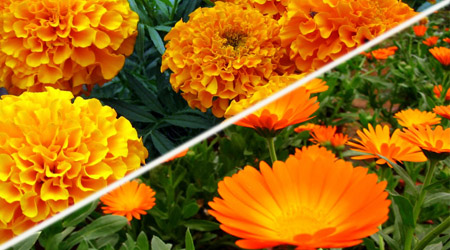 Cempasuchil Calendula