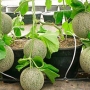 Cultivo de Melón: Una Guía Detallada