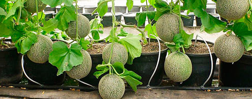 Cultivo de Melón: Una Guía Detallada