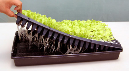 NFT
