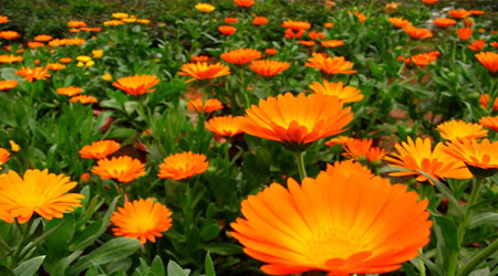 Calendula