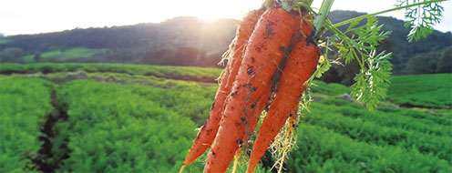 Cultivo de Zanahoria