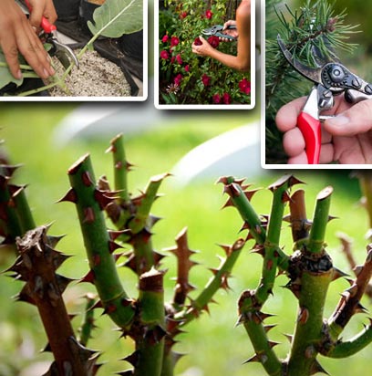 Guía de Poda: Estrategias para Flores y Frutos Saludables