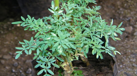 Ajenjo