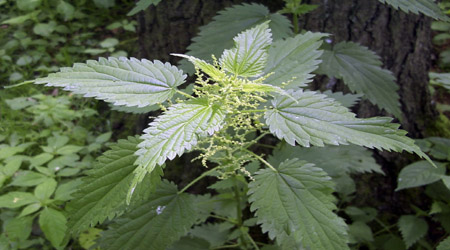 Ortiga