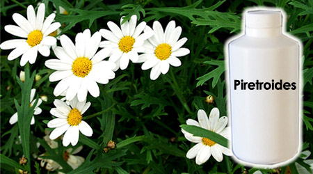 Composición Chrysantheum