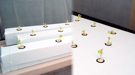 Guía: Trasplante a sistema NFT o Raíz flotante