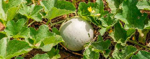producción de melon en tierra