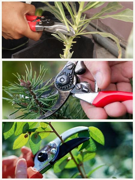 Poda en Hortalizas Arbustos y Arboles