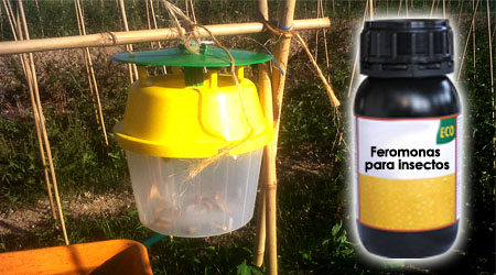 Feromonas para Insectos