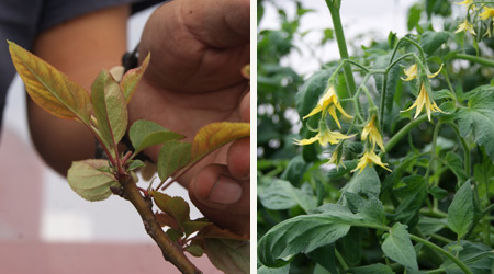 Botones y Ramas