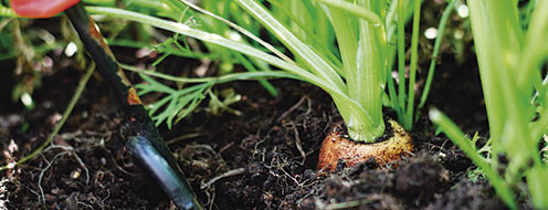 Guía: Cultivo de zanahoria por hidroponía