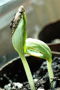 Germinacion de Melon