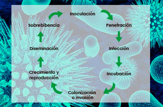 Ciclo de una bacteria