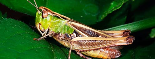 Plaga Migrante