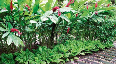 Plantas Trampa