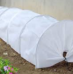 Campana