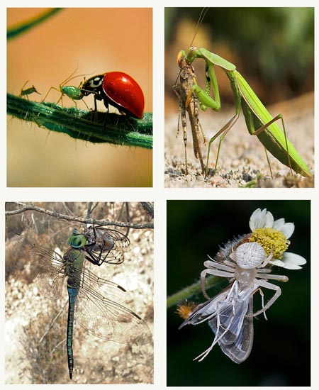 Composición Caza Insectos