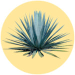 Cultivo de Agave Azul