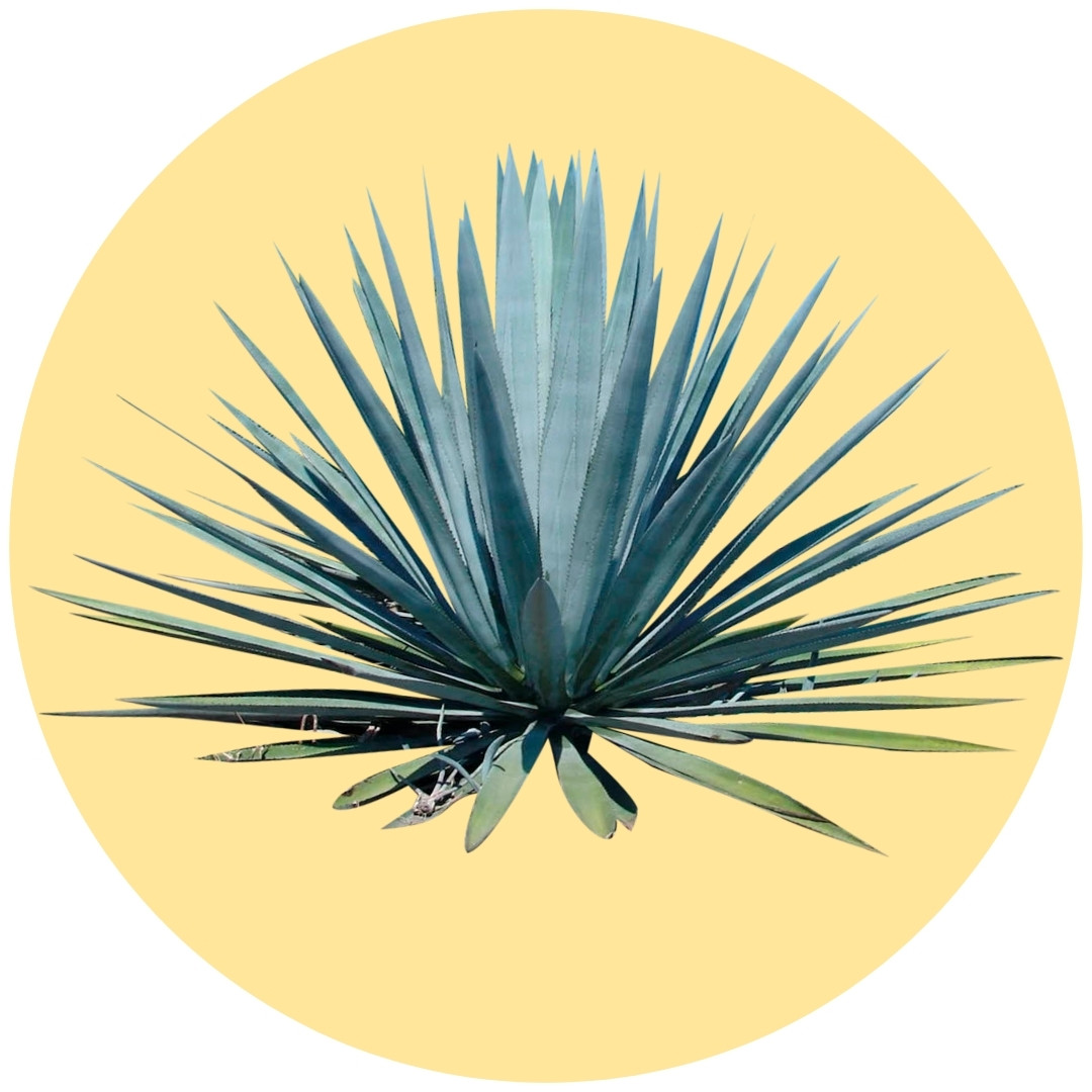 Cultivo de Agave Azul