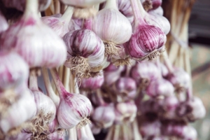 Almacenaje de Ajo