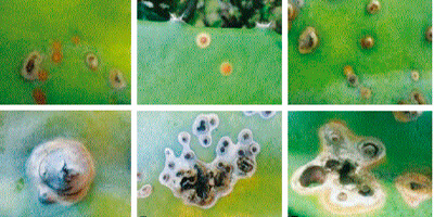 Enfermedades en el Cultivo de Pitahaya: Antracnosis