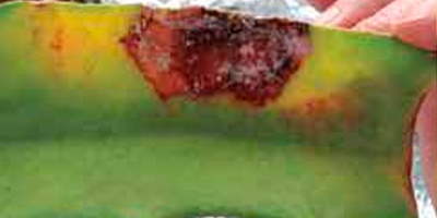 Enfermedades en el Cultivo de Pitahaya: Colletotrichum sp