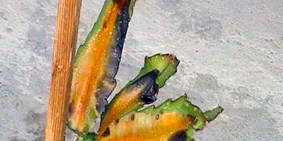 Enfermedades en el Cultivo de Pitahaya: Erwinia carotovora