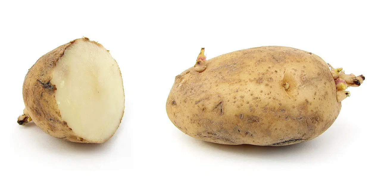 CORTAR LOS TUBERCULOS EN PARTES PARA HACER RENDIR LAS SEMILLAS