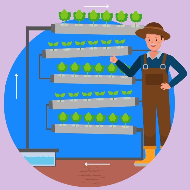 guía cultivo nft