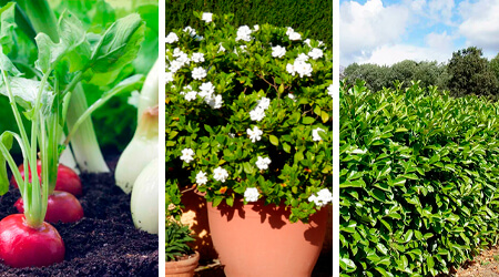 Cultivos recomendados mezclas con peat moss 3