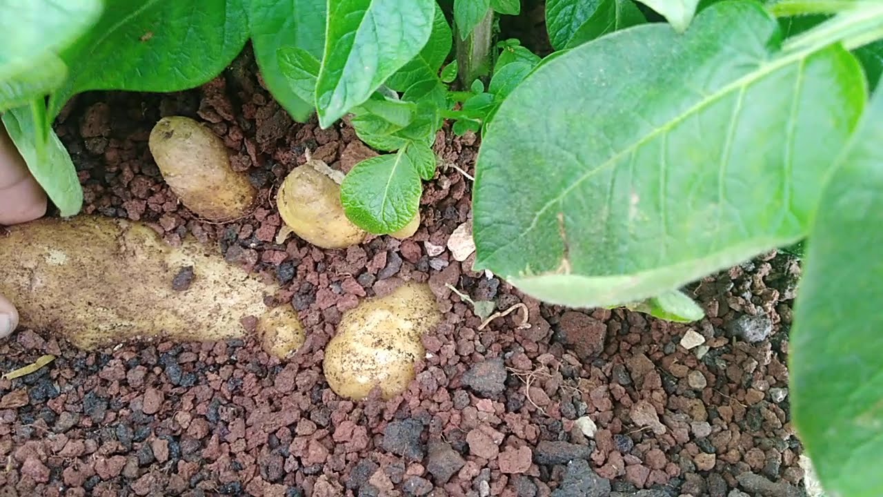 Como cultivar papas hidroponicas