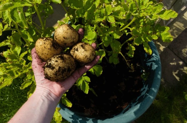 Guía Completa de Cultivo de Papa: Tierra, Huerta e Hidroponía