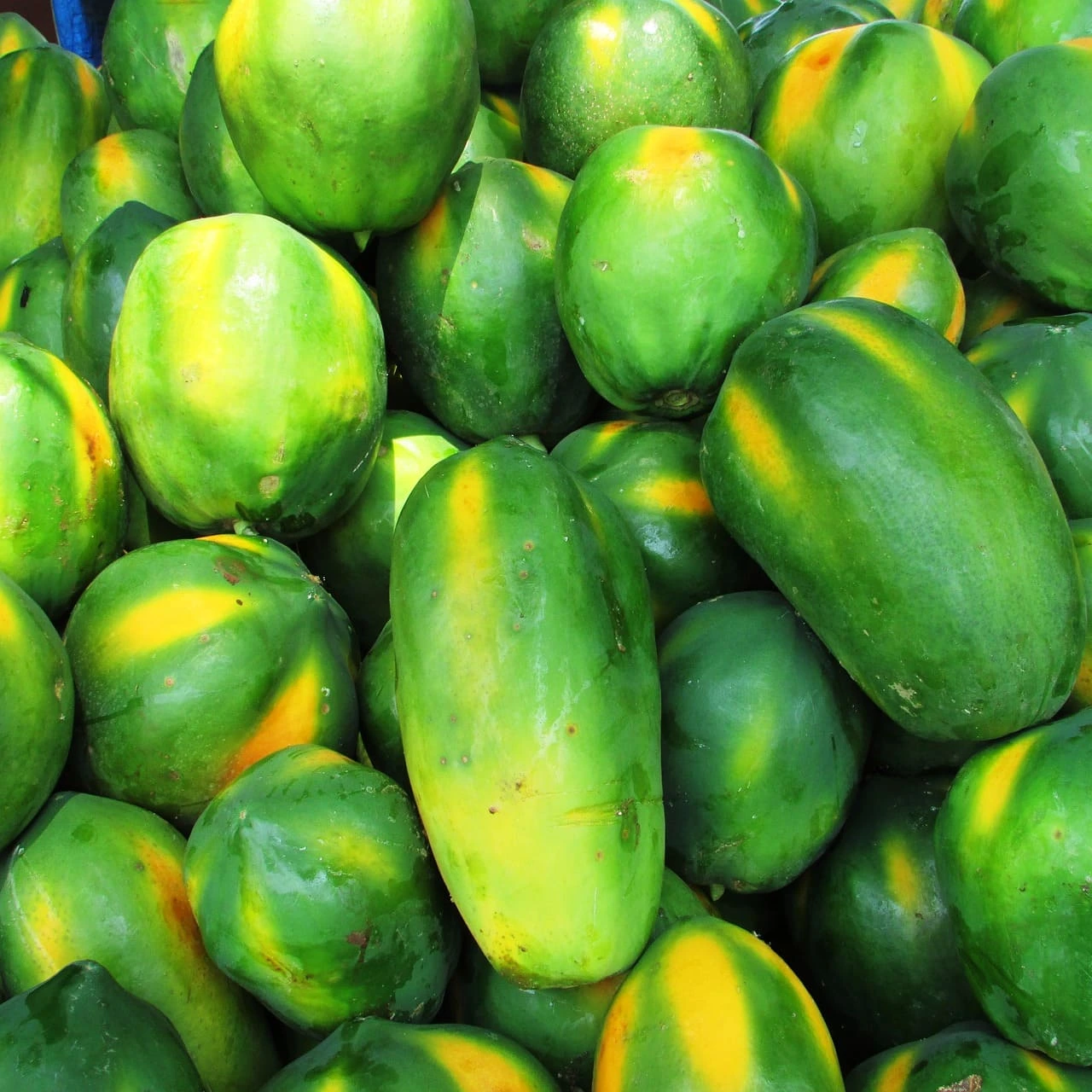 Cosecha de la Papaya