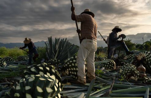 Cultivo de agave azul (tequilana): De la Tierra al Producto