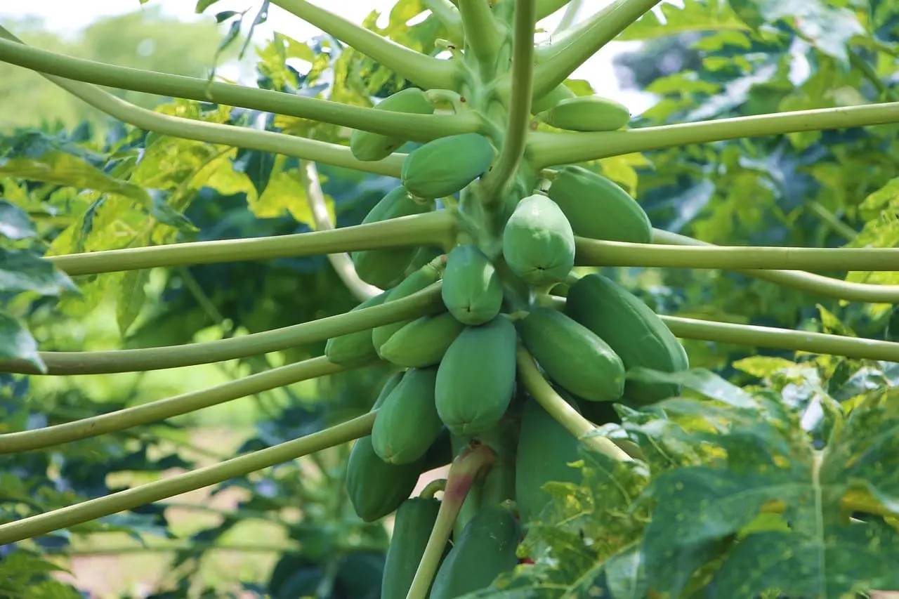 Cultivo de Papaya espacio entre planta