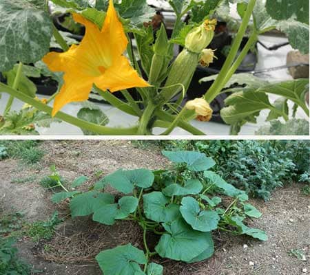 floracion y calabazas sembradas en campo 