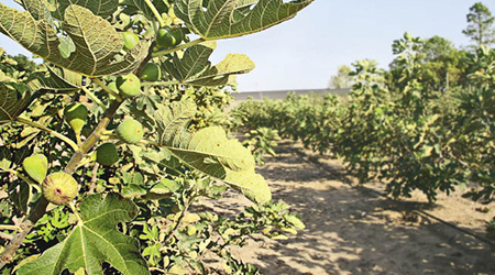 Cultivo de Higo 