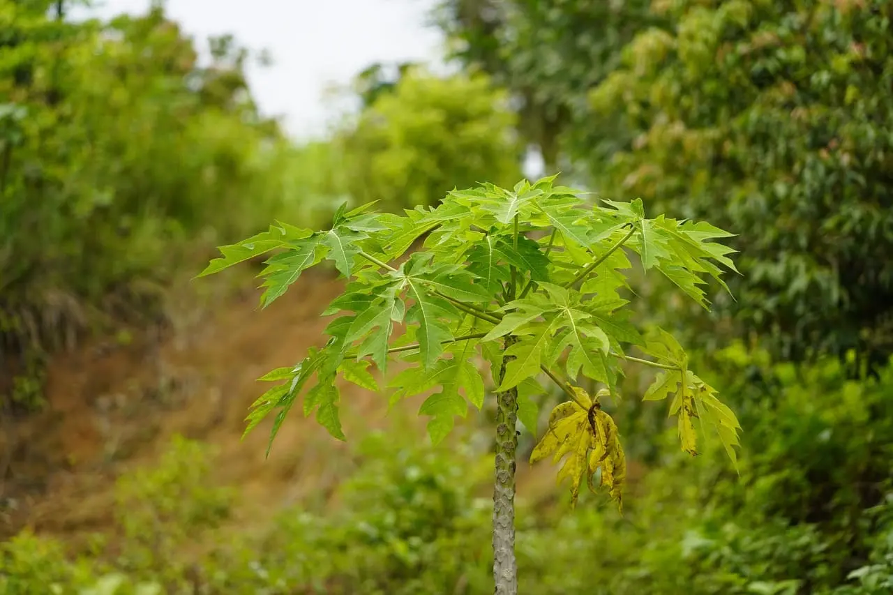 Cultivo de la Papaya en tierra