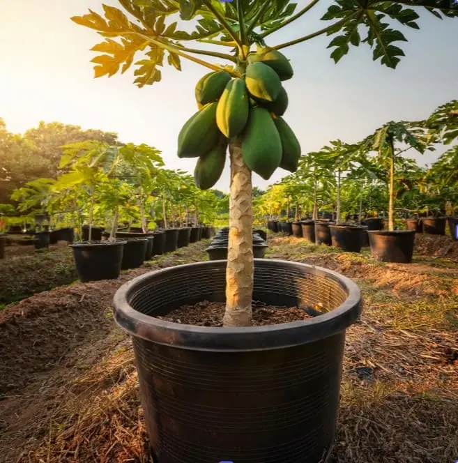 Cultivo papaya en Hidroponia