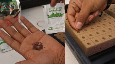 colocacion de semillas en germinador de foami agricola