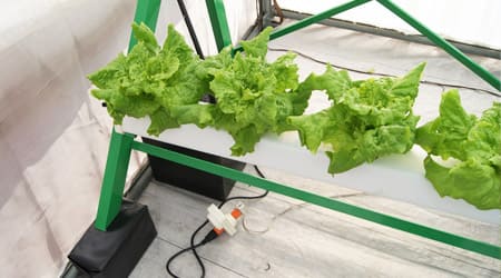 lechugas en tuberia nft