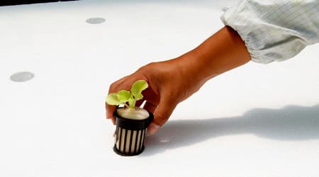 colocacion de canastilla con lechuiga en raiz flotante