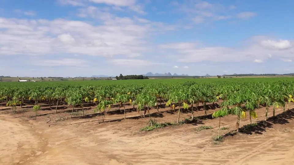 Distancia de Siembra Cultivo Papaya