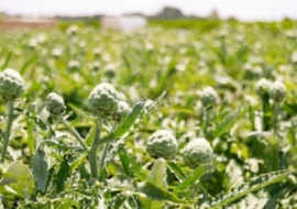 El cultivo de la Alcachofa