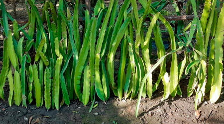 Esquejes de Pitahaya