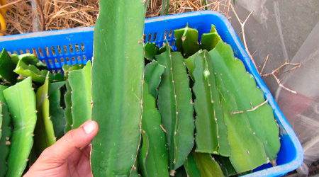 Esquejes de Pitahaya