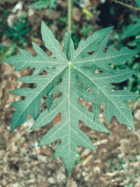 Fertilizacion tierra cultivo de papaya