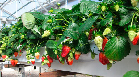 Cultivo de fresa